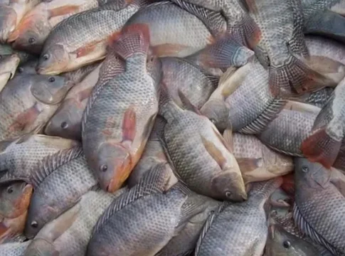 Com outros parceiros comerciais taxados, impacto no setor de pescados deve ser amenizado em MS