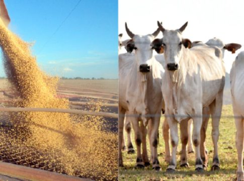 Produção do agro de MS cresce e é avaliada em R$ 83,4 bilhões