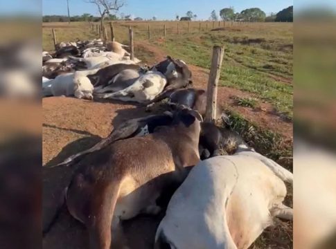 Fazendeiro tem prejuízo de R$ 223 mil após 62 bois morrerem eletrocutados