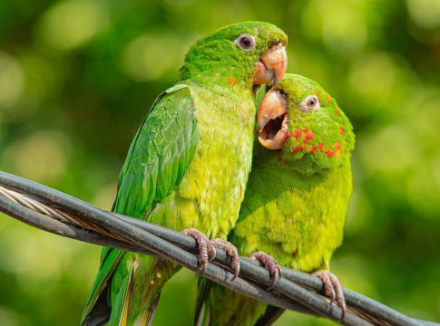 Município de Guaíra registra a presença do periquitão e destaca a riqueza da biodiversidade no Município