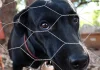 Latidos de cachorro viram caso de polícia e vizinho ameaça vítima com motosserra