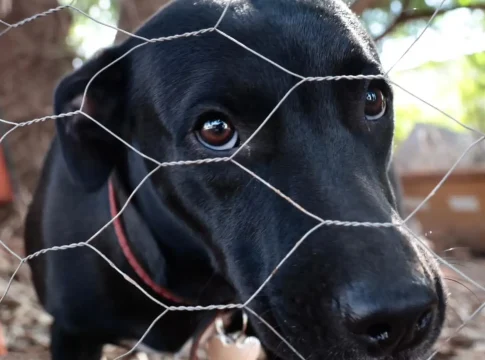 Latidos de cachorro viram caso de polícia e vizinho ameaça vítima com motosserra