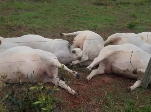 Tragédia no campo: cabo de alta tensão se rompe em fazenda, eletrocuta sete touros de alto valor genético e deixa prejuízo de R$ 160 mil em MS