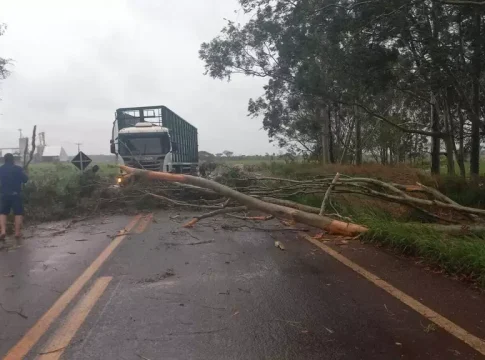 Chuva chega ao interior com granizo, destelhamento e queda de eucalipto