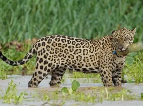 Até no paraíso das onças, macho é fotografado com garrafa PET na boca no Pantanal